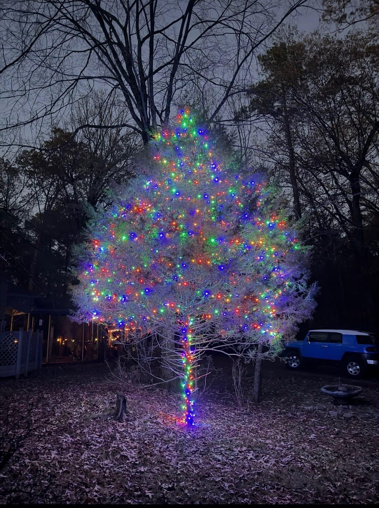 Tall evergreen tree at dusk wrapped in multicolor LED lights in red, green, blue, and orange